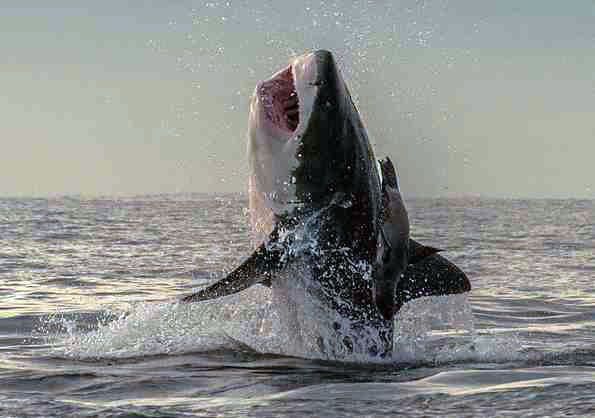 Тюлень вислизнув від акули - дивовижні фото