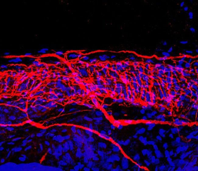 Опублікували найдокладніші зображення нервів