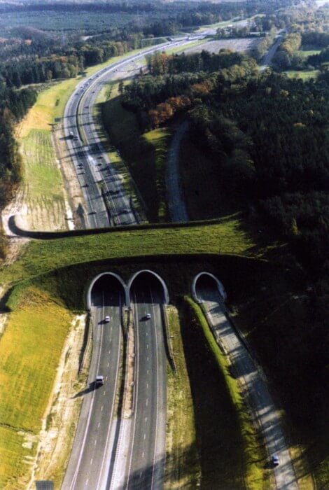 Вражаючі мости для диких тварин, побудовані на жвавих трасах