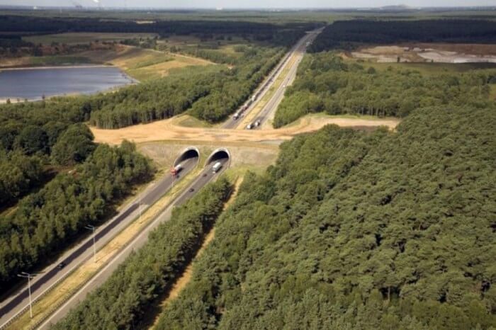 Вражаючі мости для диких тварин, побудовані на жвавих трасах