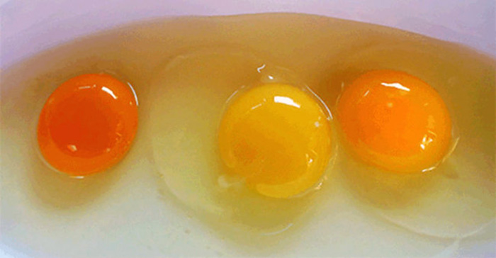 Якого кольору повинні бути яєчні жовтки?