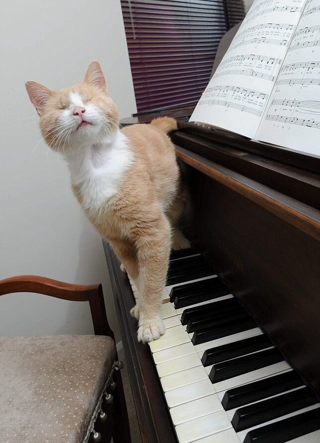 Сліпий кіт навчився грати на піаніно