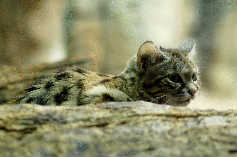 26 приголомшливих порід кішок на межі зникнення