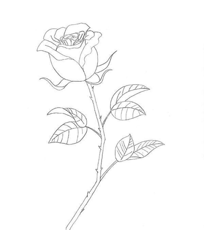 Як намалювати троянду олівцем на папері