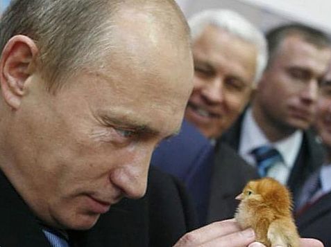 Путін гладить курча