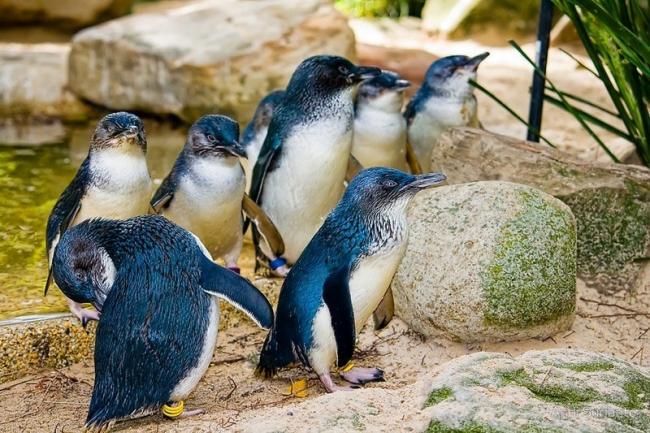 малі пінгвіни