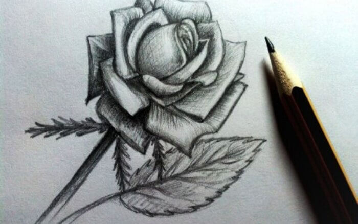 Как нарисовать розу карандашом