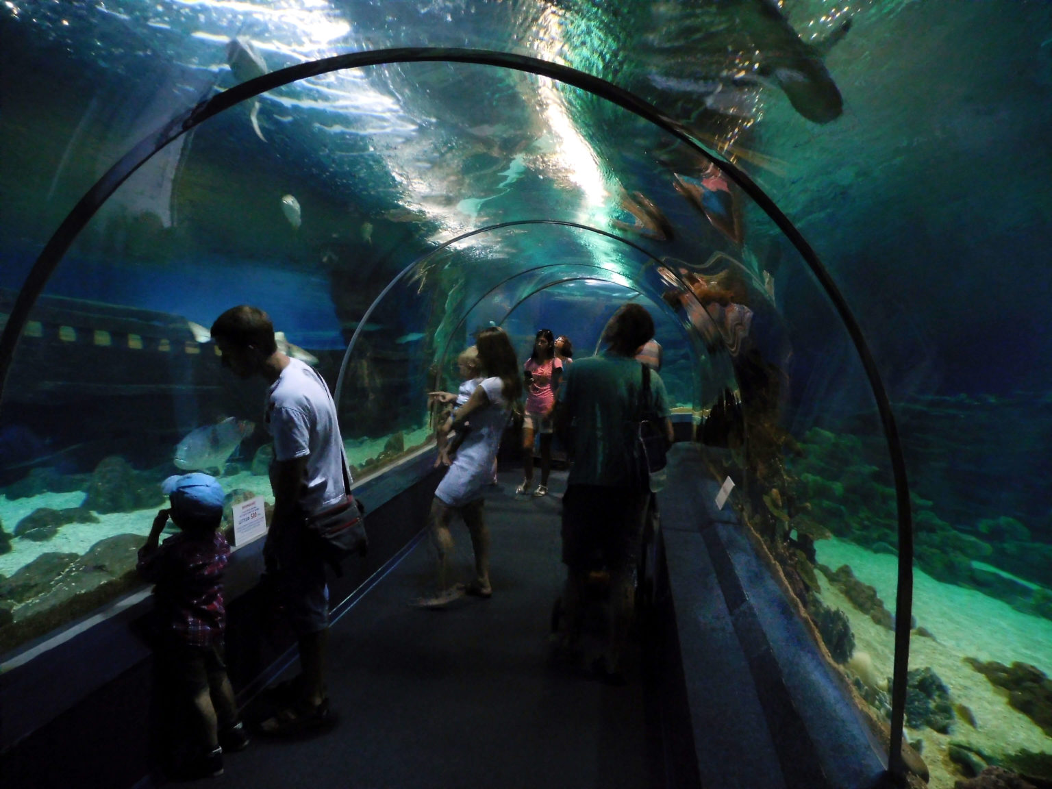 Океанаріум у Сочі Sochi Dicovery World Aquarium